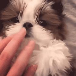 超级可爱呆萌的小奶狗,全种类小奶狗超萌合集