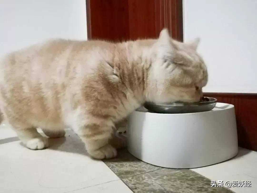 lorde全价猫粮,lorde猫粮值不值得购买