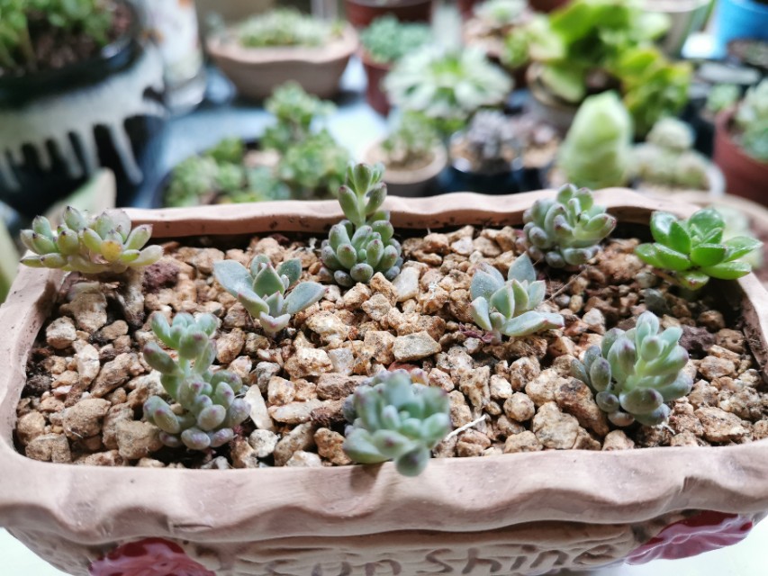 又美又好养还爱爆盆的多肉品种,什么品种的多肉好看又好养