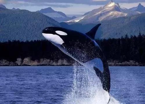 难得一见海洋动物表演,看不完的海洋动物和表演