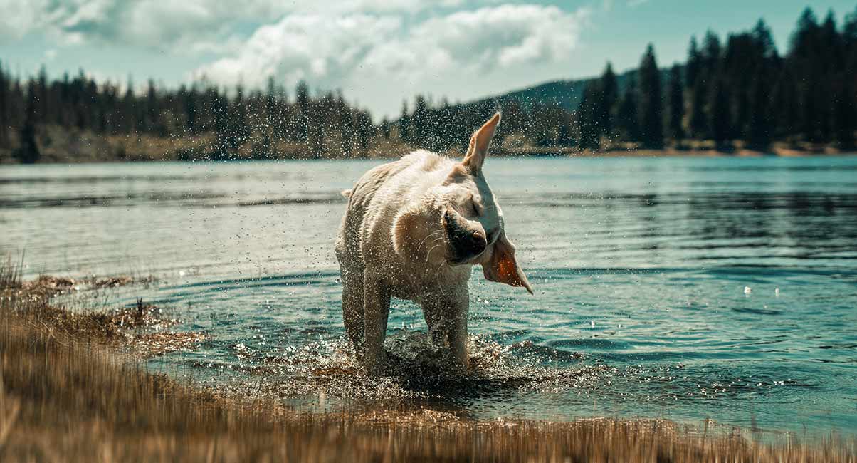 狗狗站不稳还摇晃腿发抖怎么回事,狗狗为什么会发抖抖到牙齿打颤