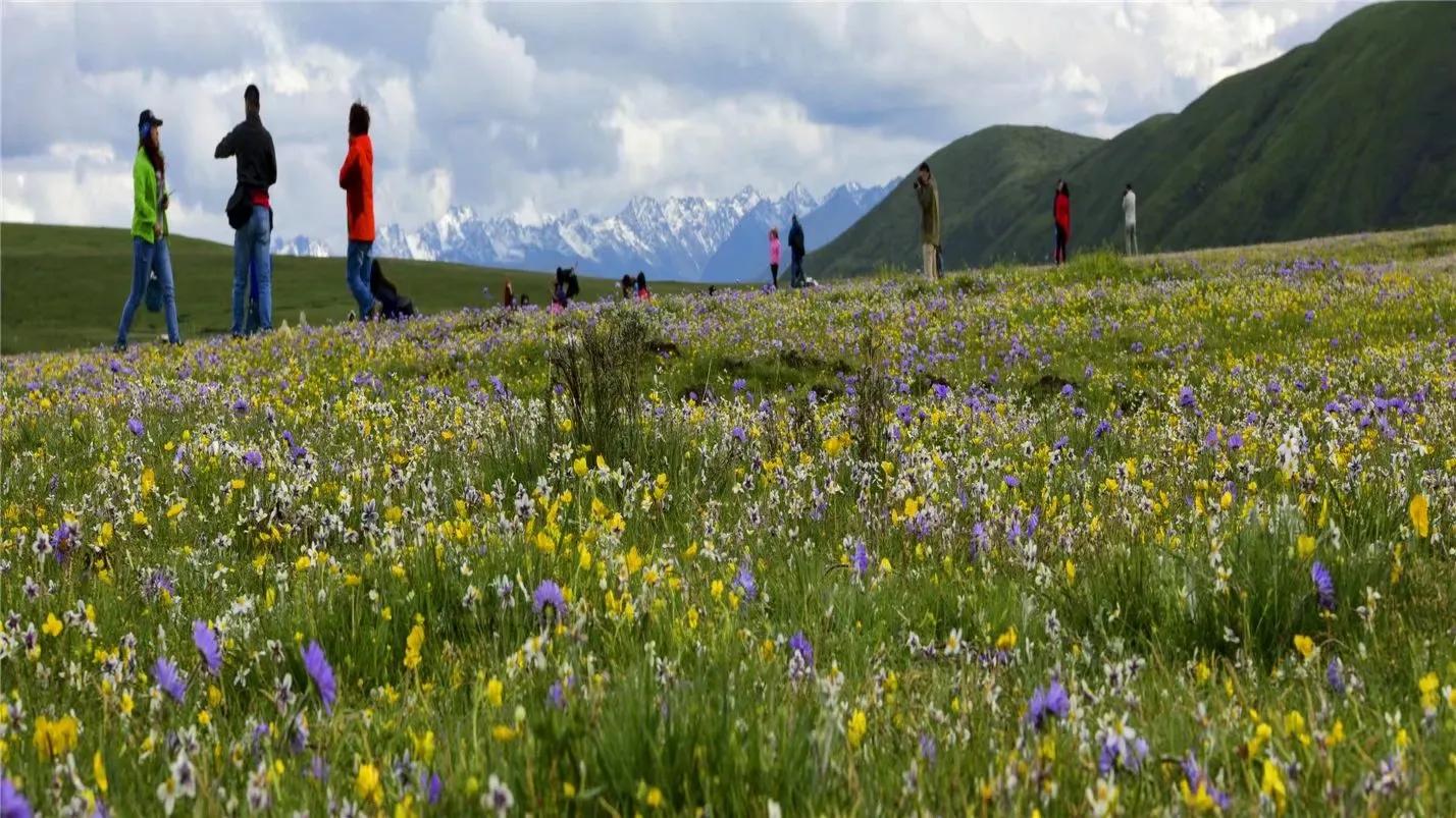六月的红原，绿成为草原上最美的颜色