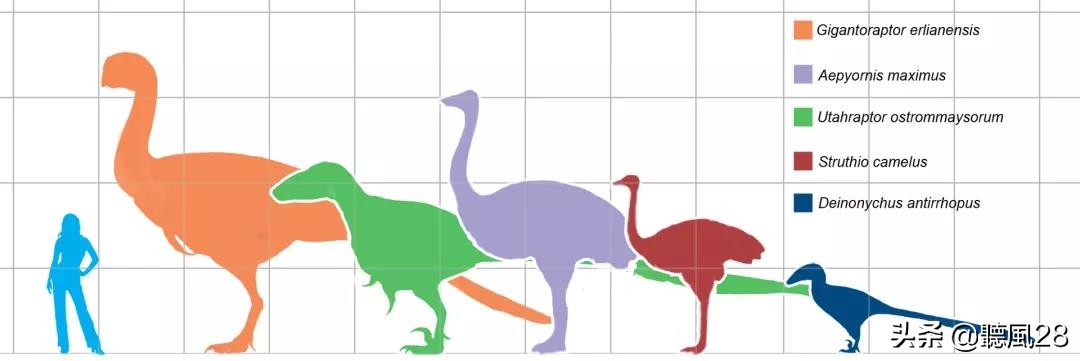 足球那么大的蛋，孵出世界上最肥的鸟