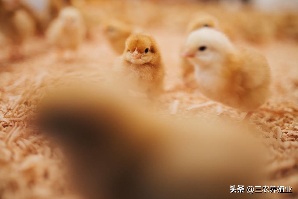 鸡群缺乏营养的原因,鸡群里不吃料怎么办