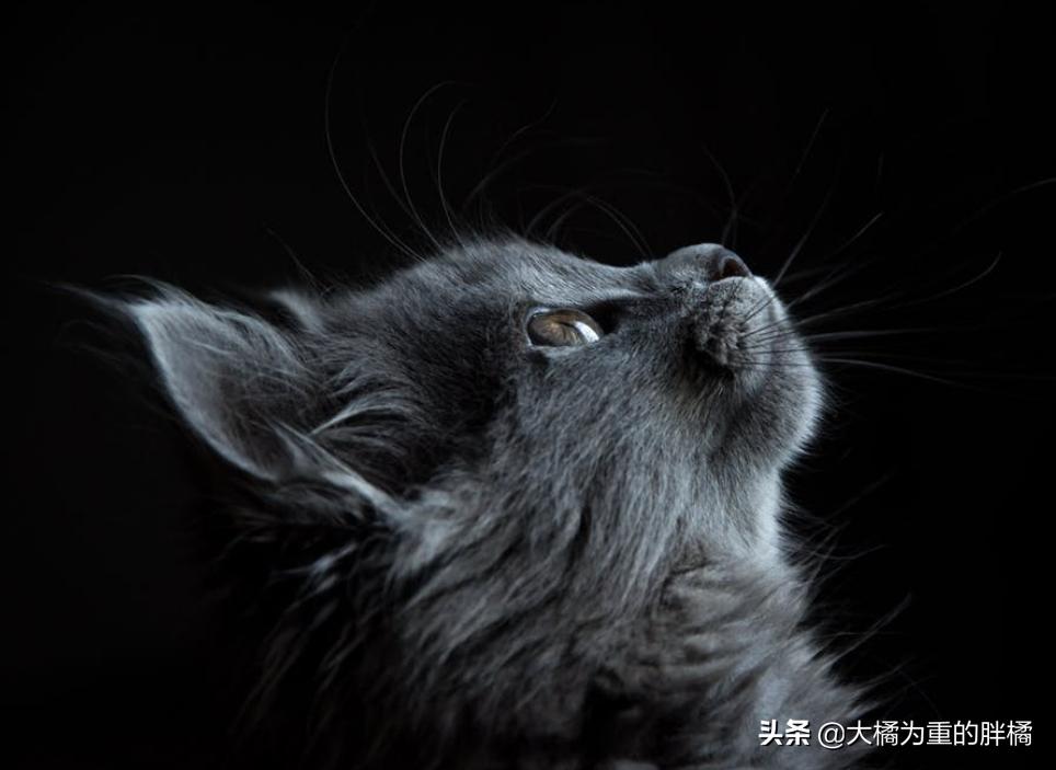 猫咪遇到危险是怎么样的动画视频,猫咪遇到危险找谁救援