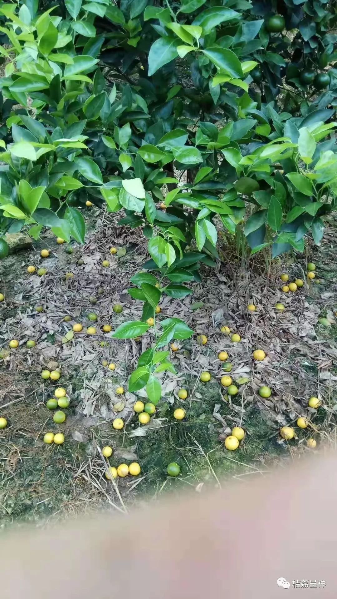 今年柑桔春季管理,柑桔种植全年管理计划