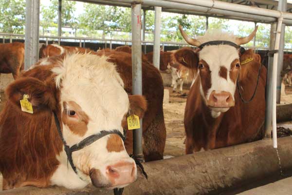 本地养土牛的利润,散养土牛利润怎么样