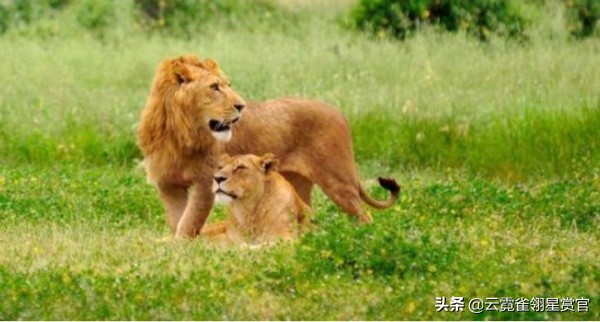 狮子是草原之王猫科动物吗,狮子是草原之王还是森林之王