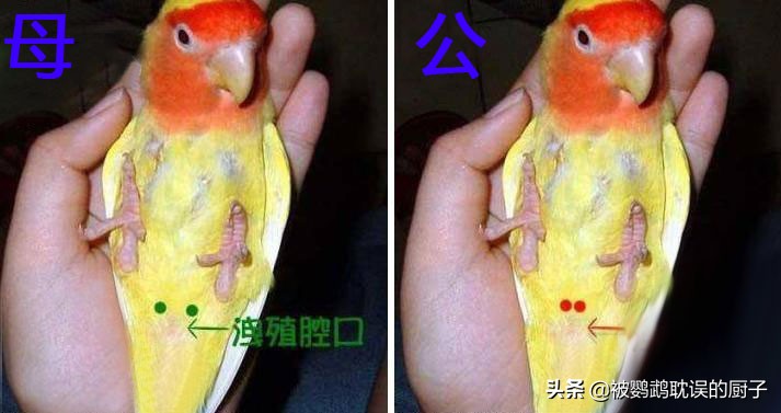 牡丹鹦鹉养殖技巧居家,新手牡丹鹦鹉的饲养方法