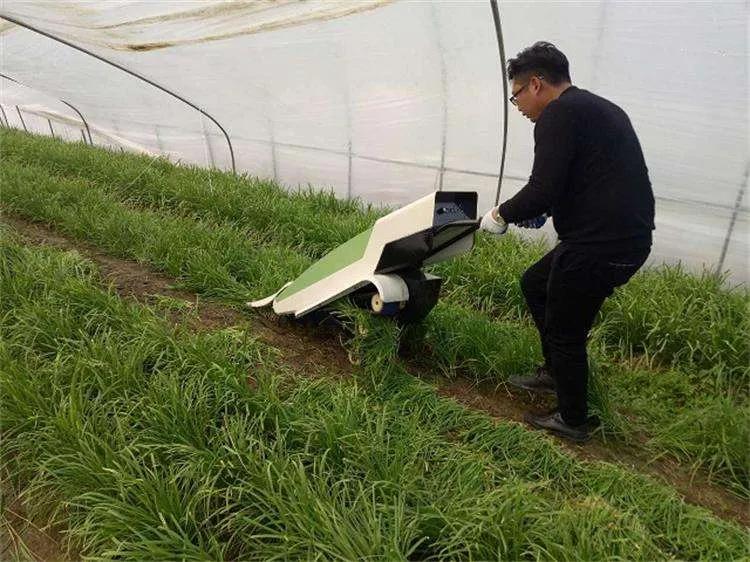 韭菜腐霉利超标被报道，3招让韭菜远离灰霉病，不再用杀菌药忒好