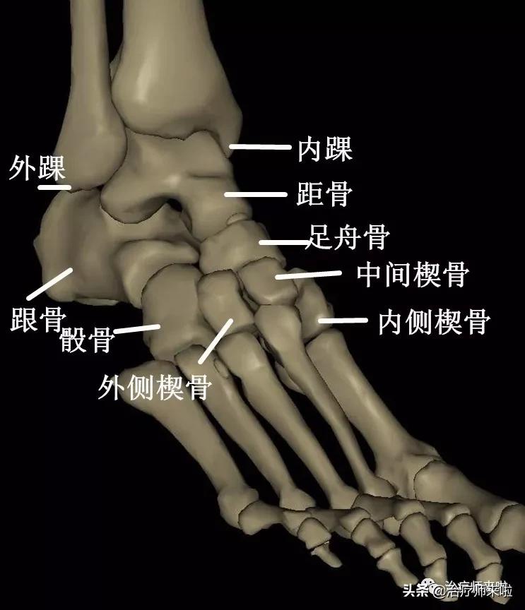踝关节不稳的发生机制、康复训练及预防