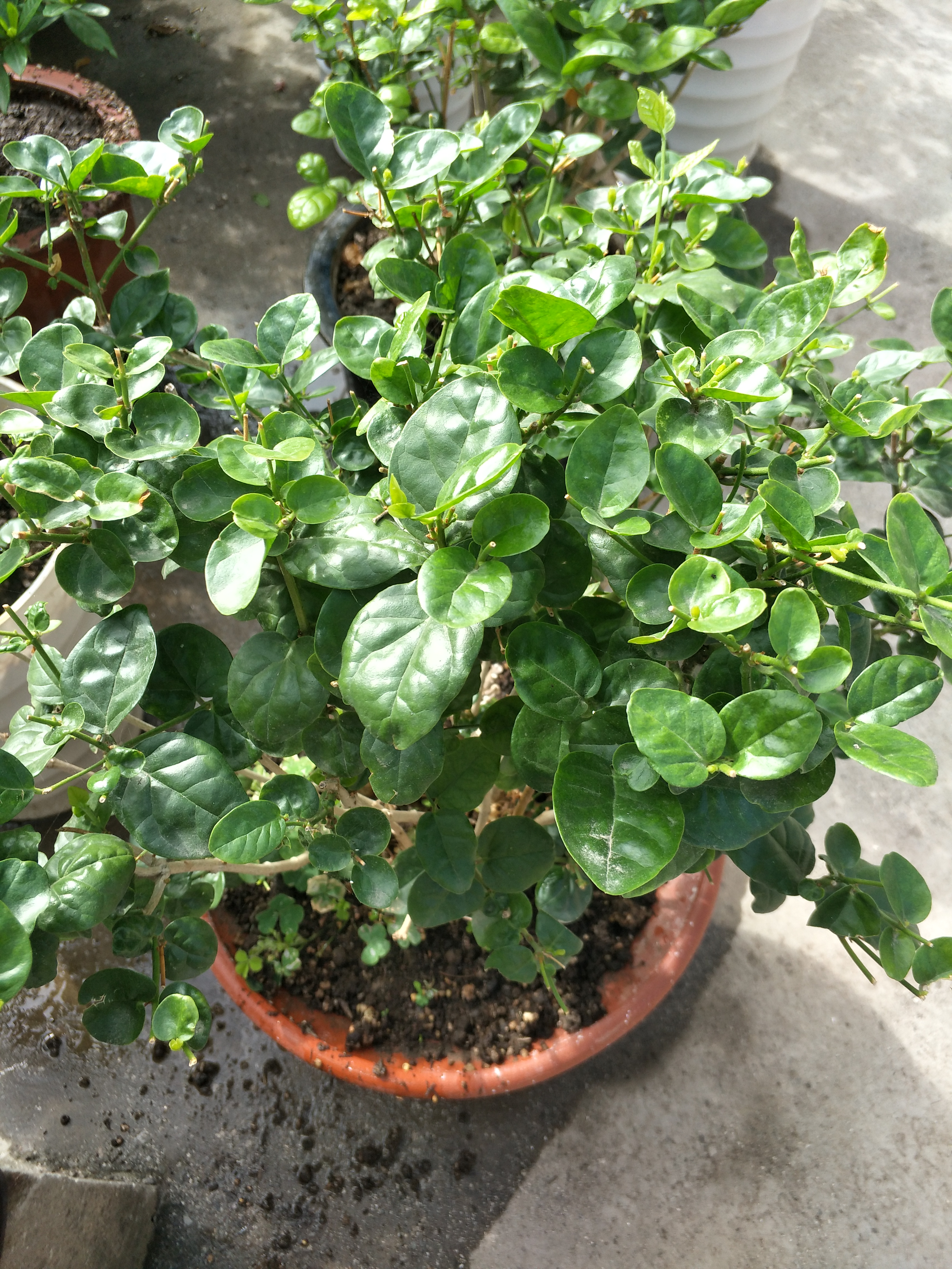 茉莉花叶片掉光怎么办,茉莉花叶片干枯掉落怎么办