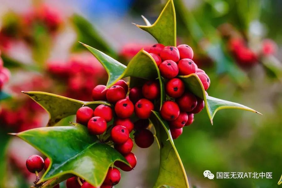 带鼠字的中药,带鼠字的药材