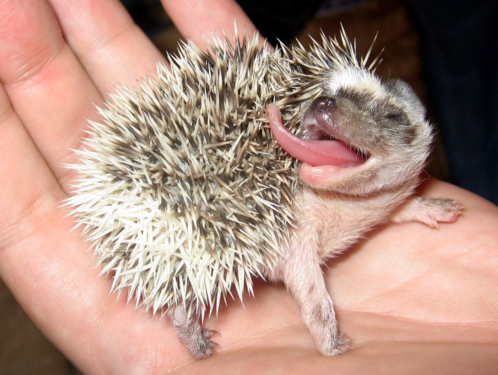 辟谣：非洲迷你刺猬咬人涂刺后就算接纳这个人？小心被白咬