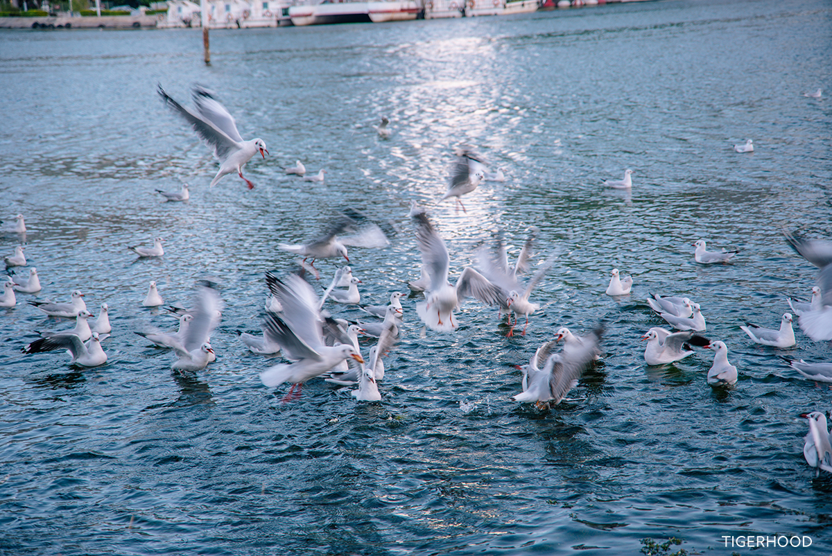 太格有物怎么样,太格有物