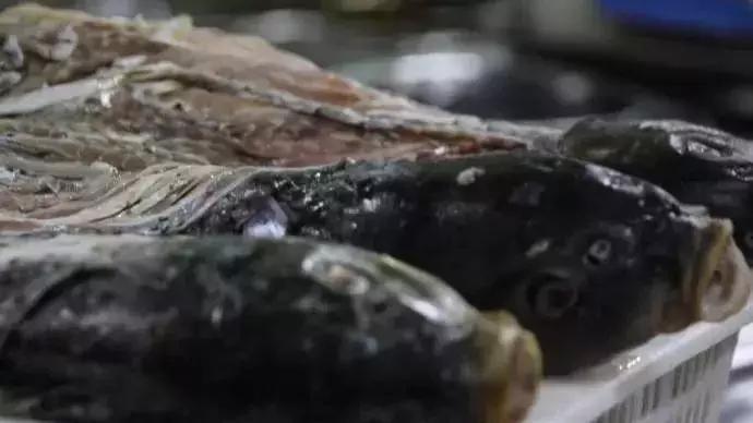 特色菜金毛狮子鱼,石家庄特色金毛狮子鱼