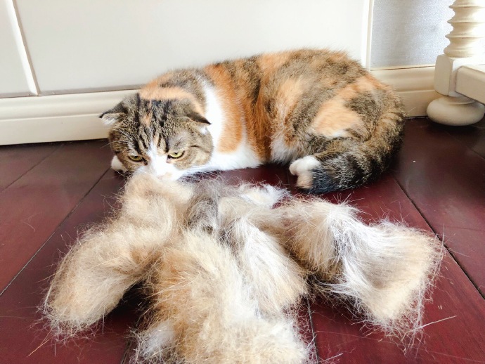 猫毛会引起过敏？唾液、皮屑才是根源，铲屎官需做好三点预防措施