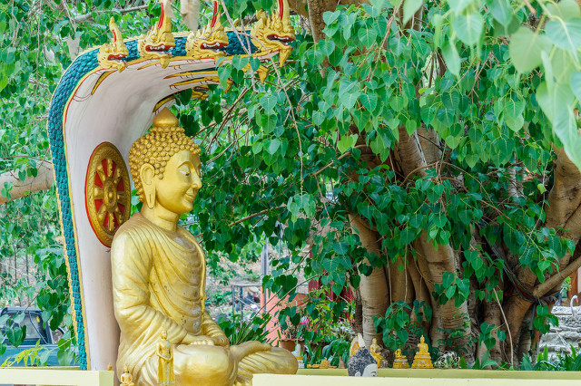 凤眼菩提不带三通,凤眼菩提三通用什么好