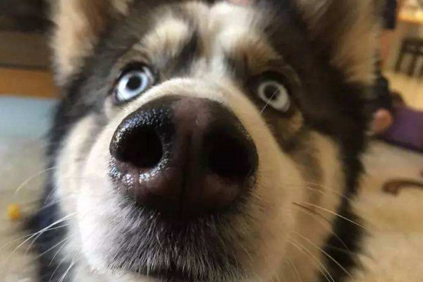 狗鼻子潮湿有鼻涕,为什么狗狗的鼻子总是湿湿的