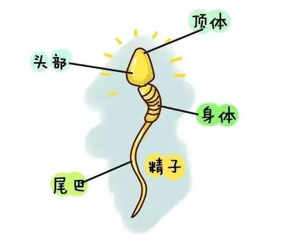 精子和卵子的相遇,精子与卵子的相遇过程