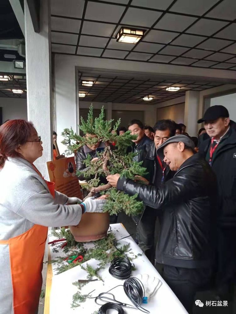 金艳盆景精品欣赏,幸得一知己