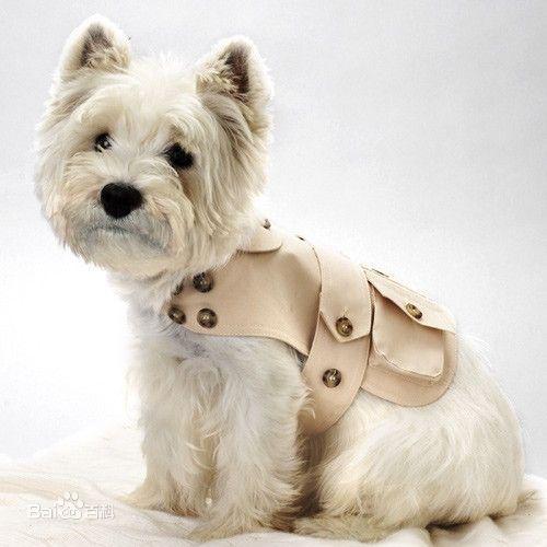 世界上一百种狗的图片,世界十种名贵狗