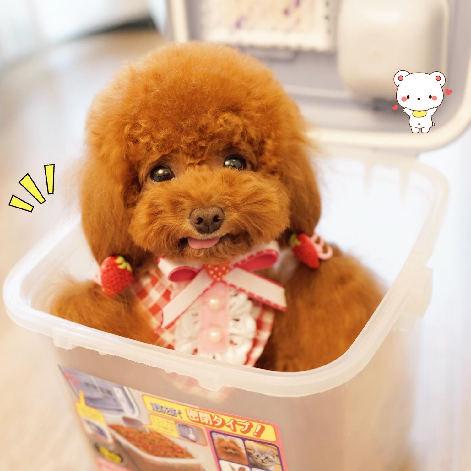 屯了大量的牛羊肉怎么储存,囤货的狗粮怎么存放