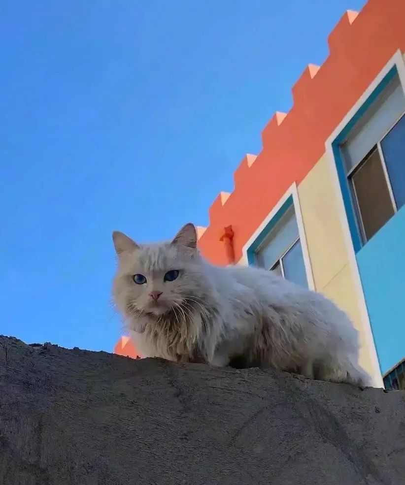 路遇仙女猫,路上碰到猫抱起来就跑