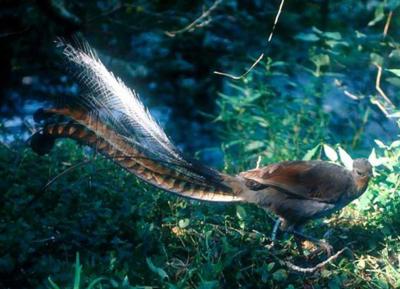 大自然的声音口技大师,自然界的口技大师