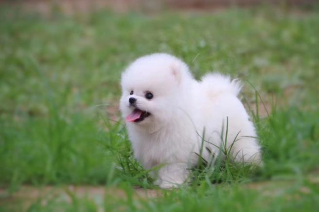 狗气管塌陷做什么检查,什么是犬气管塌陷