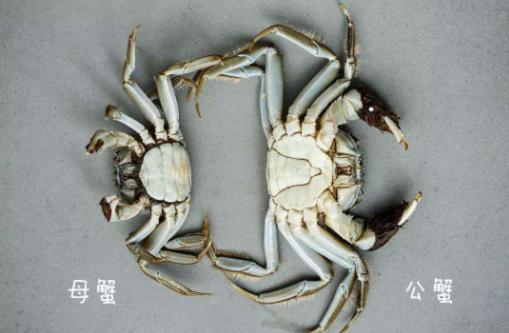 买各种螃蟹的技巧,挑选螃蟹肥瘦视频教程