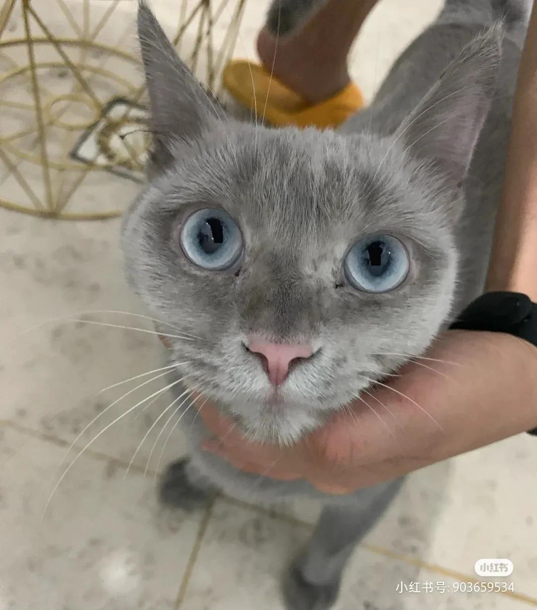 全球罕见足球猫冲上热搜，网友：指定染色！结果......哈哈哈哈