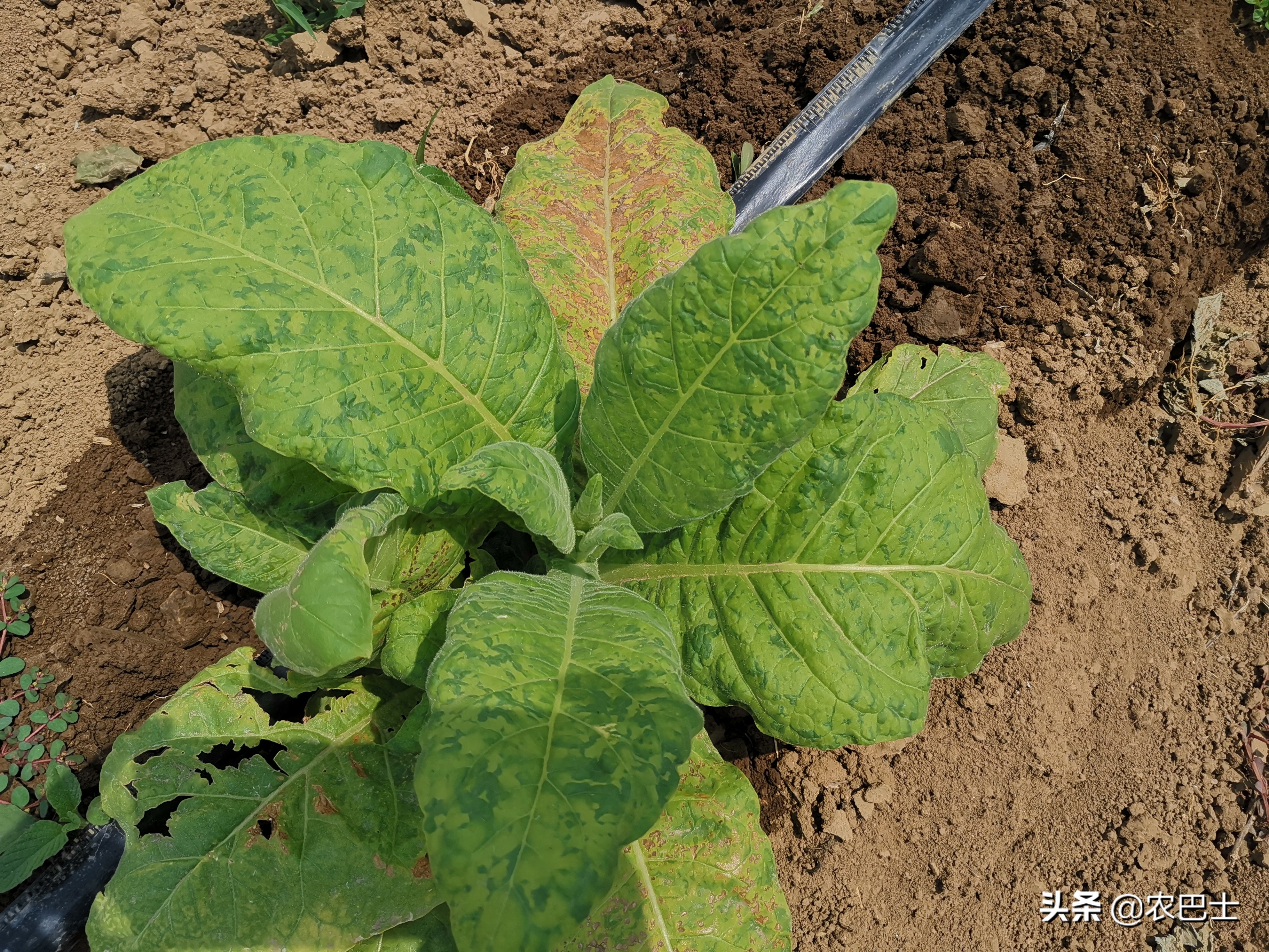 烟叶黑根病怎么办,所有烟叶病图片与治疗方法