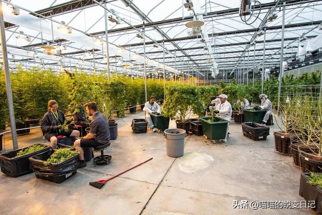 薇娅推荐+欧美国家断货，*麻大**CBD凭什么成为护肤网红成分扛把子？