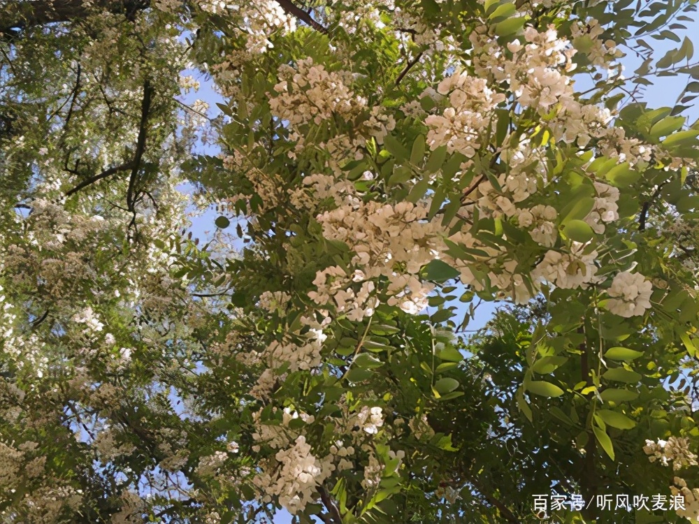 遥远的乡愁原文,遥远的乡愁1976