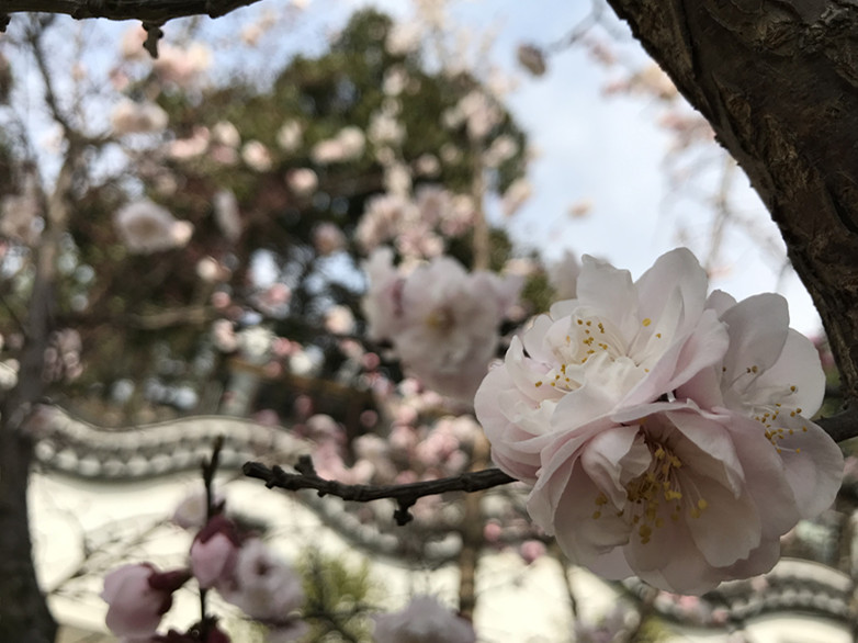 春至牛首，世凹春妆，画中徜徉，处处诗章-游南京江宁世凹桃源