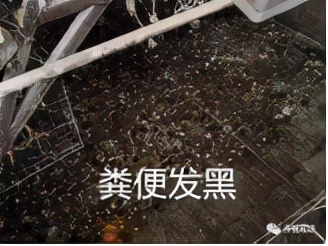 新玉米丰收！捣“蛋”鬼霉菌毒素也来了