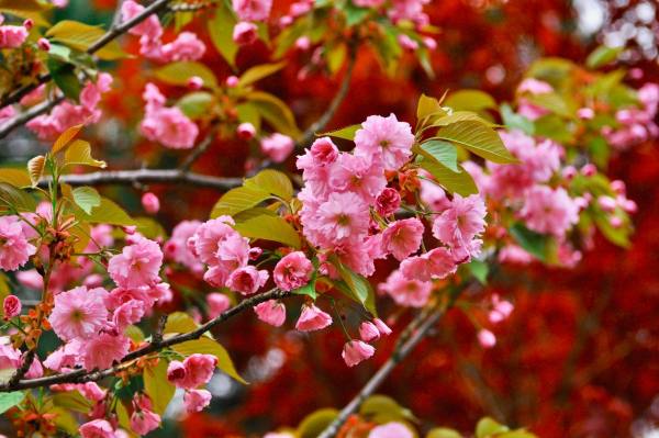 日本樱花又叫什么花,日本盛开樱花