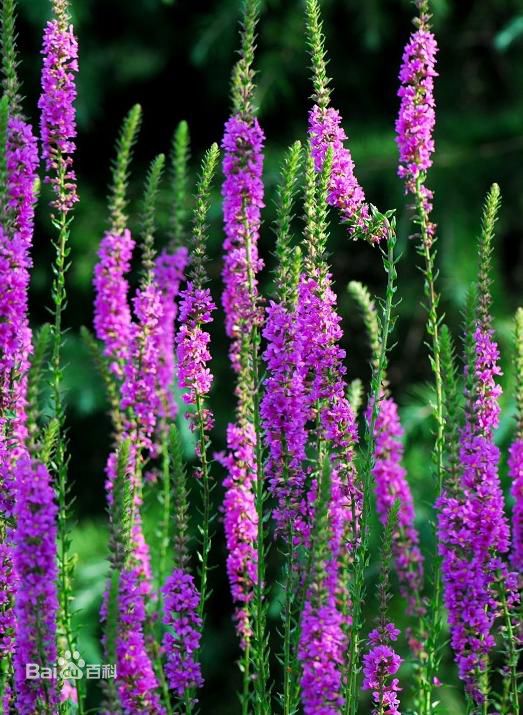 金鱼缸适合养什么水草图片,金鱼缸里养什么样的水草好