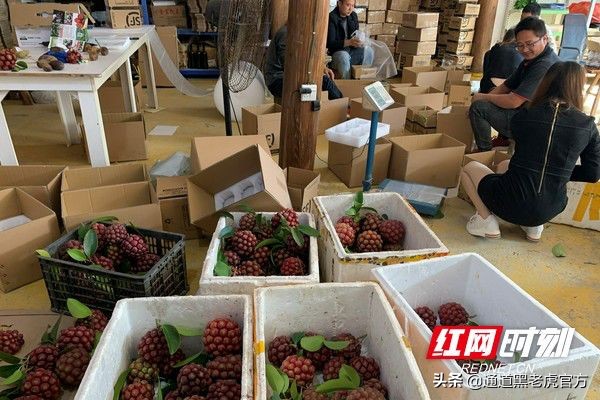 被省委书记惦记的通道小伙，正带村民种山果致富（转载）