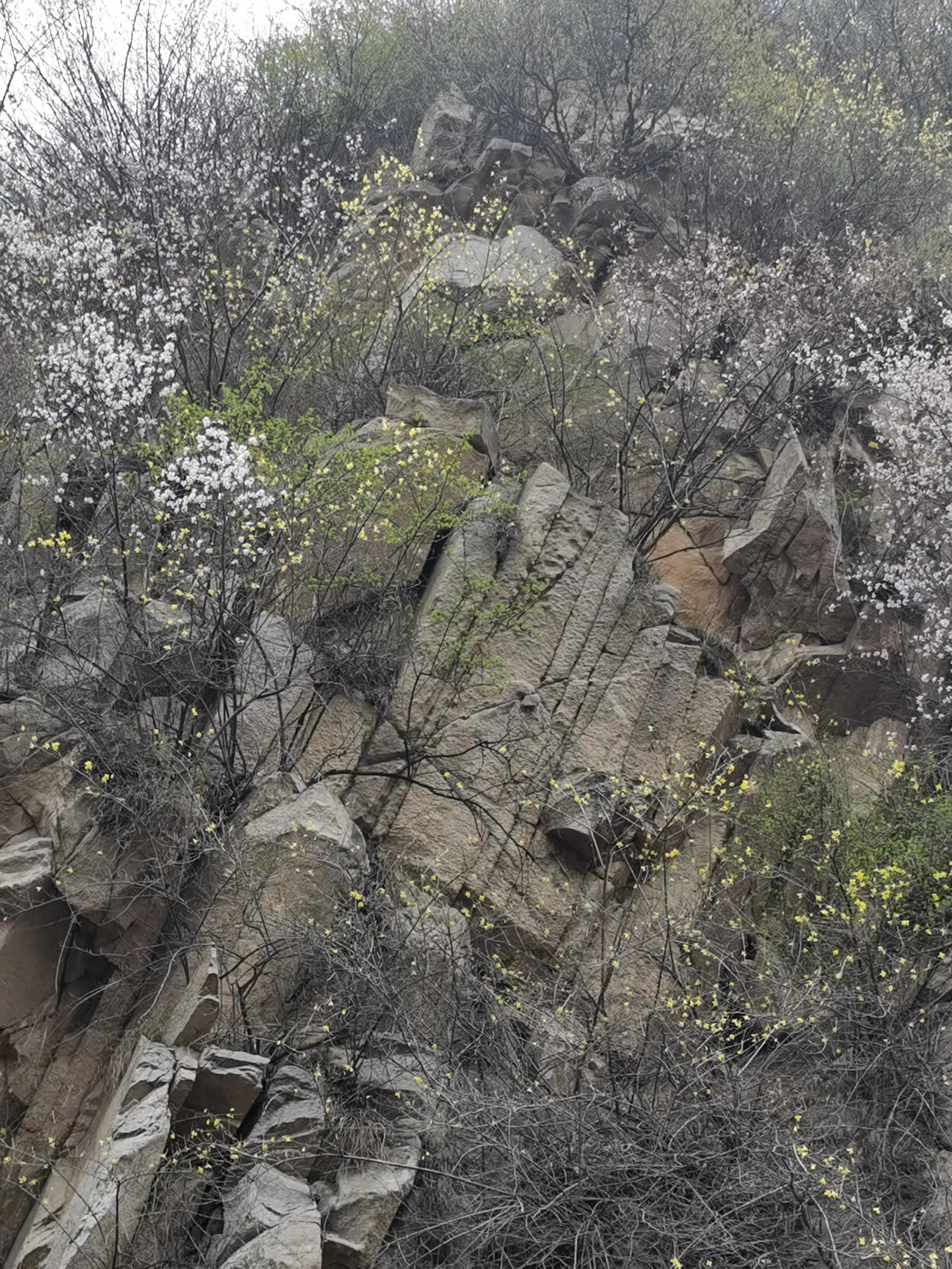 桃花依旧笑春风散文,关于桃花依旧笑春风的散文