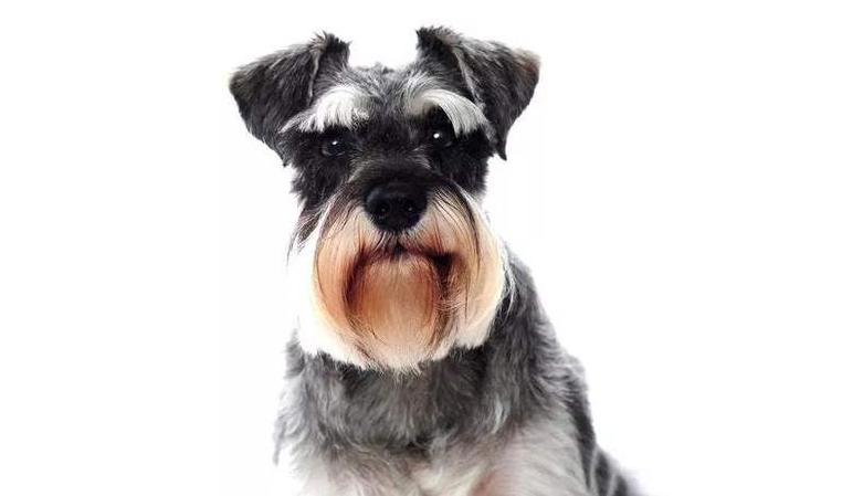 黑色的狗狗毛发变红怎么回事,狗狗总舔爪子旁边毛都变红了