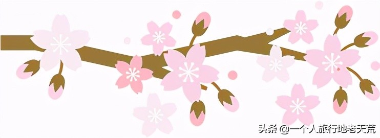 北方这座海滨老城，樱花不输日本，浪漫更胜巴黎