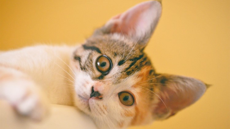 猫咪五种性格类型,猫咪有这6种表现说明你养得好