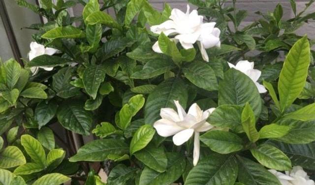 栀子花黄叶原因大揭秘,栀子花根部黄叶的原因及处理方法