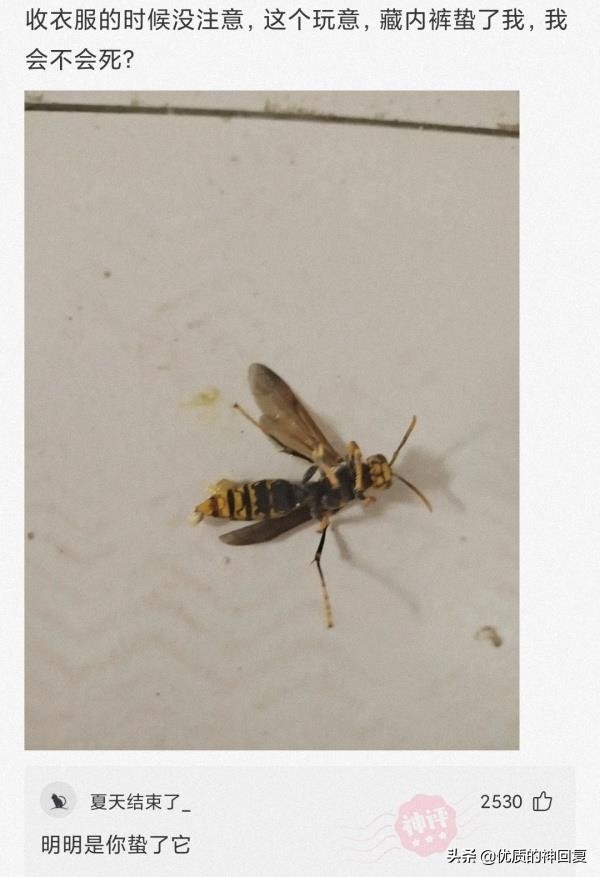 “女友的爸爸让我二选一，看到网友的神评，我果断出击！”哈哈哈