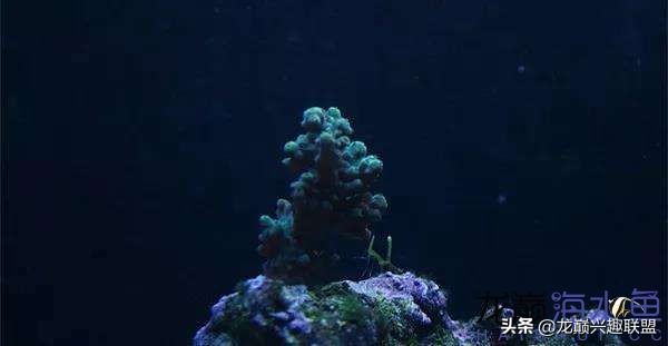 看完别笑,都陪我哭!新人下海开缸的血泪史