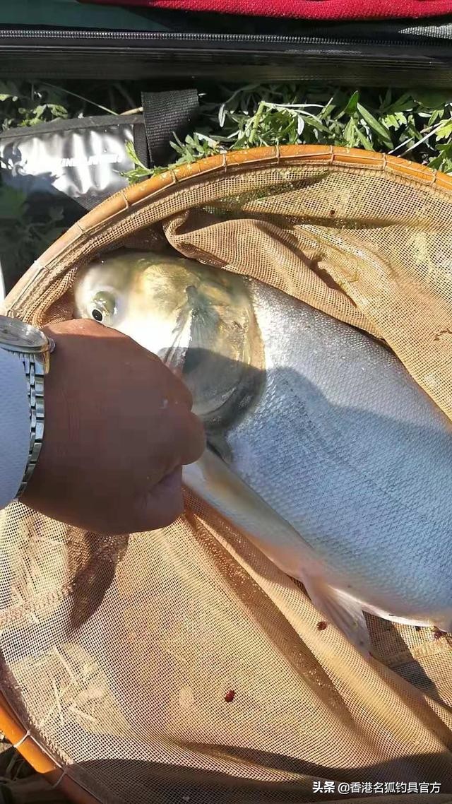 大暑天钓鱼怎么钓,大暑天野钓饵料