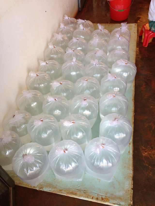 室内孵化石斑鱼苗教程,石斑鱼苗最新孵化条件