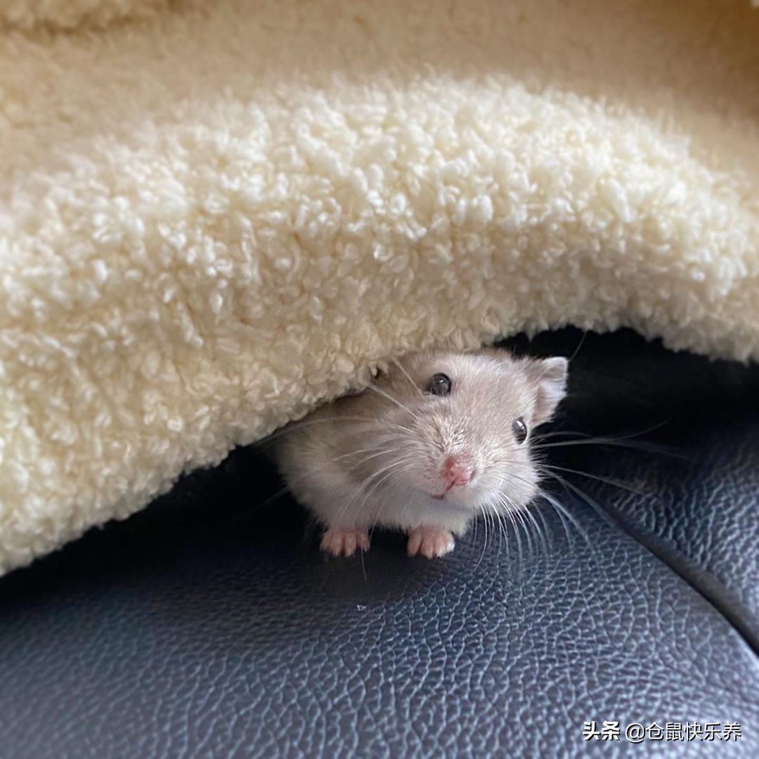 仓鼠什么时候才能住凉快的小窝,仓鼠冬天需要一个温暖的窝吗